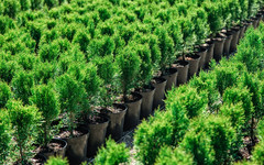Из питомников в регионе будут поставлять растения для озеленения Кирова