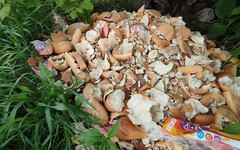 В Кирове участились случаи выброса хлеба: новая свалка обнаружена в Нововятске