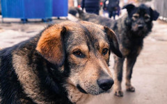 В Вятскополянском районе собака покусала ребёнка