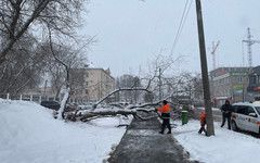 На Мелькомбинатовском упал клён