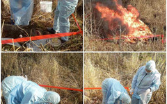 Вблизи трассы Слободской - Нагорск обнаружили труп кабана