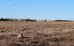 В России зафиксировали более 6,5 тысячи укусов клещей