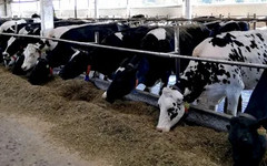 В Кировской области на 40 % увеличили выплаты для поддержки молочного производства