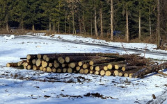 Лесничий помог предпринимателю заработать на вырубке леса для «мёртвых душ»