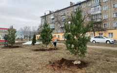 В Нововятске на набережной высадили сосны