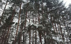 В Слободском районе с лесоарендатора взыскали более 570 тысяч рублей за переруб леса