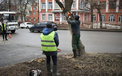 В Кирове проведут санитарную обрезку шести тысяч деревьев