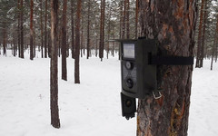 В лесах Кировской области установили фотоловушки