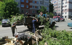 В Кирове поваленные и сломанные деревья уберут в течение недели