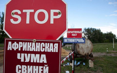 В Костромской и Нижегородской областях у кабанов выявили африканскую чуму свиней