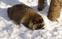 В Богородском районе нашли бешеную енотовидную собаку