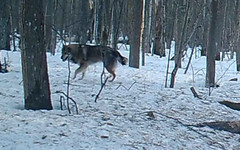 В Котельничском районе в объектив видеокамеры попали волк, лосёнок и кабан