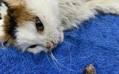 Кировские ветеринары спасли жизнь 15-летней кошки