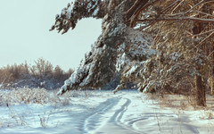 В Кировской области начался период рождения медвежат