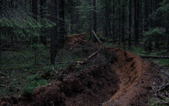 Кировская область расширит лесоустройство к 2027 году