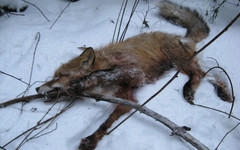 В Кировской области зафиксирован еще один случай бешенства животного