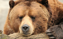 В Кировской области медведь напал на 52-летнего мужчину