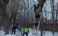 В Кирове до весны обрежут тысячу деревьев