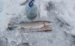 По щучьему веленью. Еженедельный отчёт с кировских водоёмов