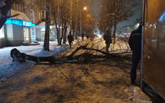 На Воровского у остановки дерево упало на женщину