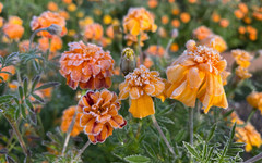 Какая погода будет в Кирове на неделе с 27 октября по 2 ноября?