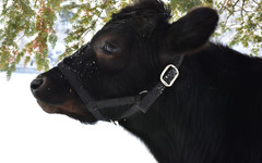 В Зуевском районе ввели карантин по бешенству: болезнь обнаружили у коровы