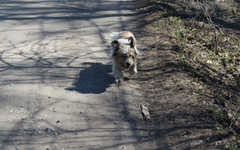 Суд взыскал с хозяйки собаки 20 тысяч рублей за укус ребенка в Белой Холунице