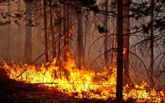 В Советском районе из-за лесного пожара возбудили уголовное дело