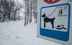 Власти проверят, соблюдают ли кировчане правила выгула собак на улицах
