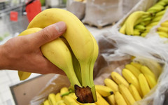 В Россию начнут завозить бананы из Индии