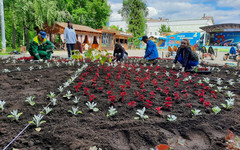 В Александровском саду создают клумбу и высаживают живую изгородь