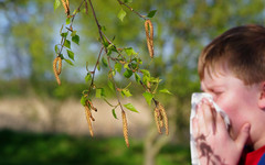 Как кировчанам-аллергикам выжить во время цветения берёз?