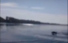 Рыбаки сняли на видео, как медведь переплывает Вятку
