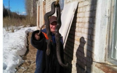 В Кировской области мужчина поймал гигантскую гадюку