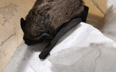 В кировском бизнес-центре спасли летучую мышь, проснувшуюся во время ремонта