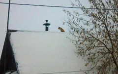 Высоко сижу, далеко гляжу: в Уржумском районе лиса забралась на крышу дома