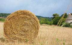 У колхоза в Котельничском районе украли 50 тонн сена