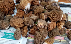 Какие весенние грибы уже собирают в Кировской области?