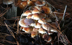 Роспотребнадзор опроверг информацию об отравлении жительницы Лебяжья грибами