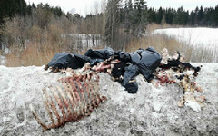 В Кирове нашли свалку с останками животных