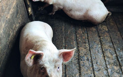 В Кирово-Чепецком районе фермеру выписали штраф за антисанитарию со свиньями