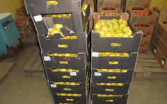 В Кирове раздавили три тонны яблок без документов