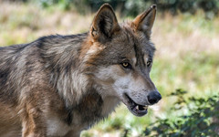 С начала года в Кировской области убили 191 волка