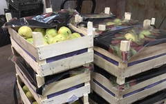 В Кирове раздавили больше тонны санкционных груш, яблок и помидоров из Литвы