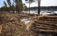 В Свечинском районе лесоруб заплатил 430 тысяч рублей, чтобы не получить реальный срок за незаконную рубку леса