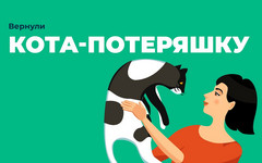 Кировчанка нашла пропавшего кота спустя пять месяцев
