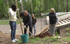 Осенью на улицах и в парках Кирова посадят 300 деревьев