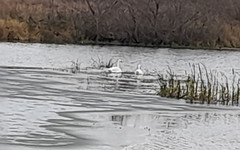 В Кировской области от холода замерзает пара лебедей