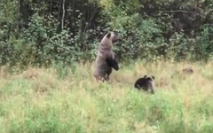 Охотник запечатлел на видео семью медведей