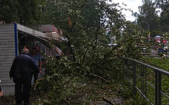 Кировчанин, на которого упало дерево во время грозы, получил травму спины